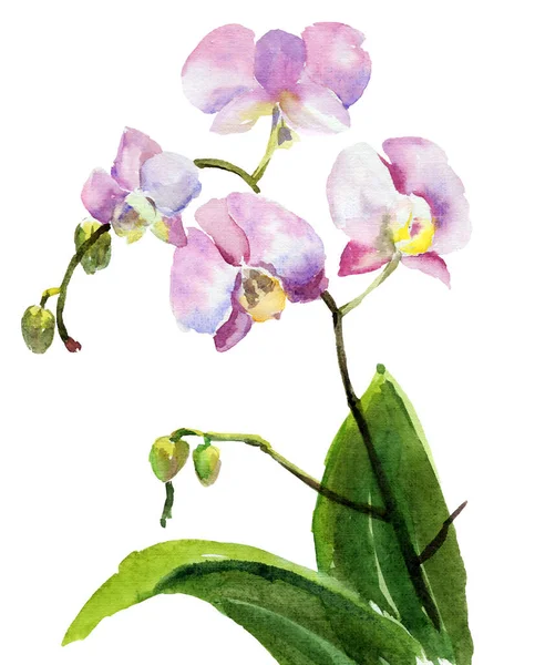 Ručně Kreslit Akvarel Květiny Orchidej Svatební Romantický Set Papír Blanc — Stock fotografie