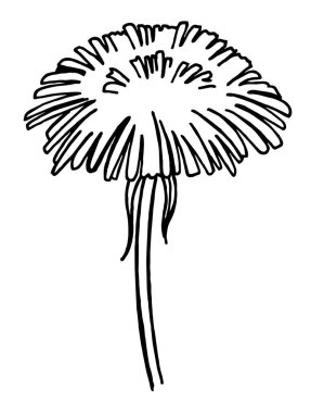 El çizimi siyah-beyaz vektör illüstrasyon karahindiba, bitki parçaları, yapraklar, çiçekler, tohumlar