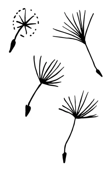 Çizimi Siyah Beyaz Vektör Illüstrasyon Karahindiba Bitki Parçaları Yapraklar Çiçekler — Stok Vektör