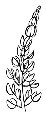 El çizimi yaban çiçekleri lupinus yaprakları, çiçekler, bitkinin bazı kısımları.