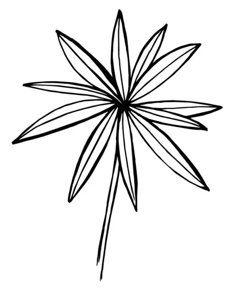 Ручной Рисунок Полевых Цветов Волчанка Листья Цветы Части Растения — стоковый вектор