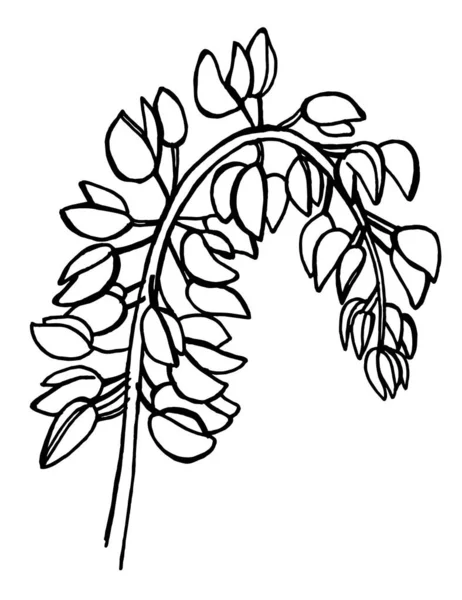 Mão Desenhar Esboço Flores Silvestres Lupinus Folhas Flores Partes Planta —  Vetores de Stock