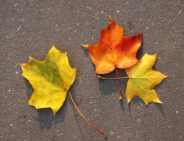 Sonbahar, sarı, turuncu, yerdeki akçaağacın kahverengi yaprakları, yol.