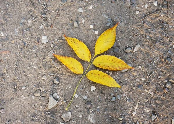 Осіннє Жовте Оранжеве Листя Землі Камені Пісок Грунт — стокове фото