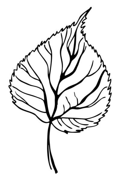Linden Leaf Sketch Line Art Hand Draw Illustration Black White — Stock Vector