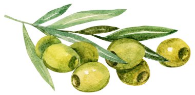 Yeşil zeytin dalı, yaprak, böğürtlen, suluboya el çizimi