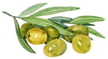 Yeşil zeytin dalı, yaprak, böğürtlen, suluboya el çizimi