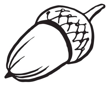 Meşe palamudu, meşe tohumu, çizgi çizimi, siyah beyaz çizim