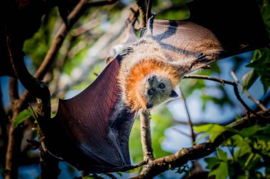 Avustralya çalılıklarında uçan tilki kolonisi. İlkbahar 2019