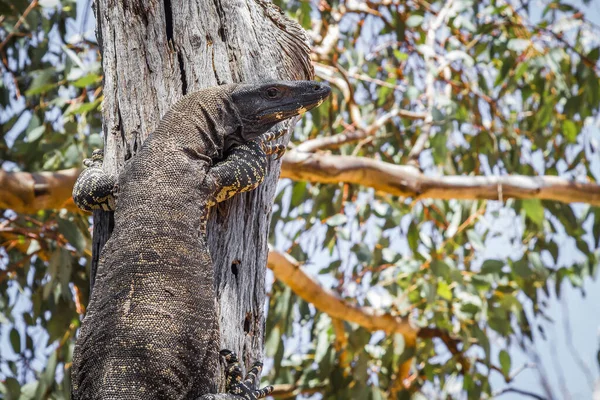 Olbrzymia Australijska Jaszczurka Monitorująca Dzikim Lesie Australijski Nsw — Zdjęcie stockowe