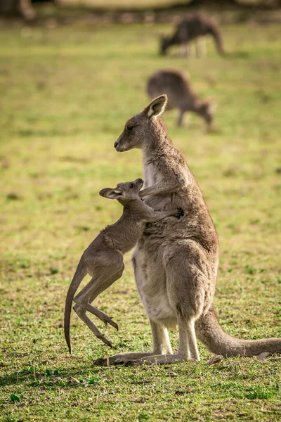 Великий Сірий Кенгуру Тварину Легко Знайти Будь Австралії — стокове фото
