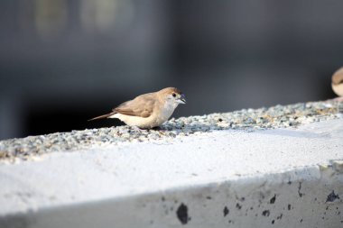 Beyaz boğazlı munia veya Hint gümüşgagası (Euodice malabarica) bir çatıda arama yapıyor.