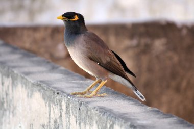 Ortak Myna (Acridotheres tristis) doyurucu bir yemekten sonra boş vakitlerin tadını çıkarıyor.