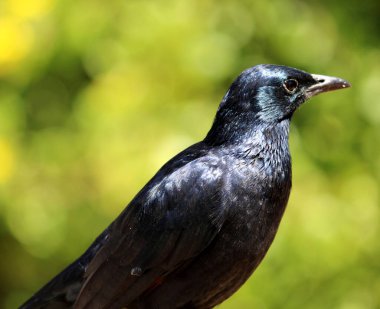 Erkek kırmızı kanatlı sığırcık (Onychognathus morio) ağırlıklı olarak siyah tüylüdür.