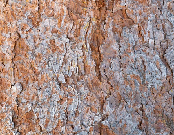 樹皮の質感 背景画像を発芽 — ストック写真