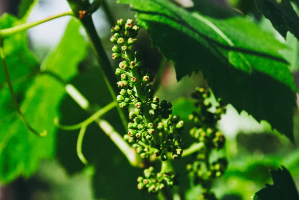 Grapevine with baby grapes and flowers - flowering of the vine with small grape berries. Young green grape branches on the vineyard in spring time. — Stock Image Grapevine Baby Grapes Flowers Flowering Vine Small Grape Berries Young Stock Image
