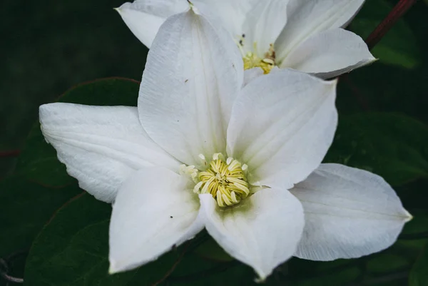 White clematis flower. Perfect beautiful flower Clematis.
