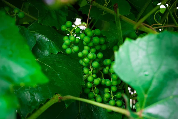 Grapevine with baby grapes - vine with small grape berries. Young green grape branches on the vineyard in summer time. Dew drops