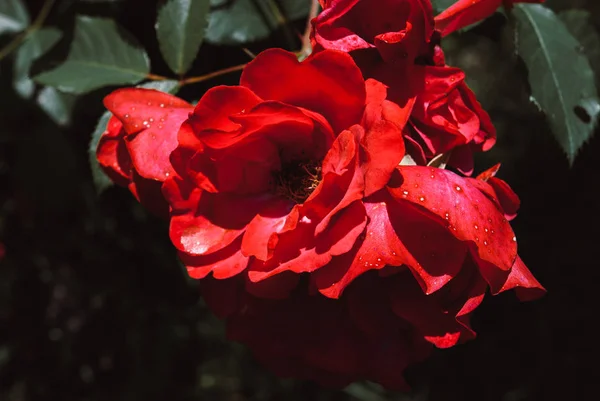 withering rose, rose with crumbling petals, aging rose