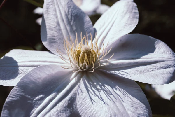 White clematis flower. Perfect beautiful flower Clematis