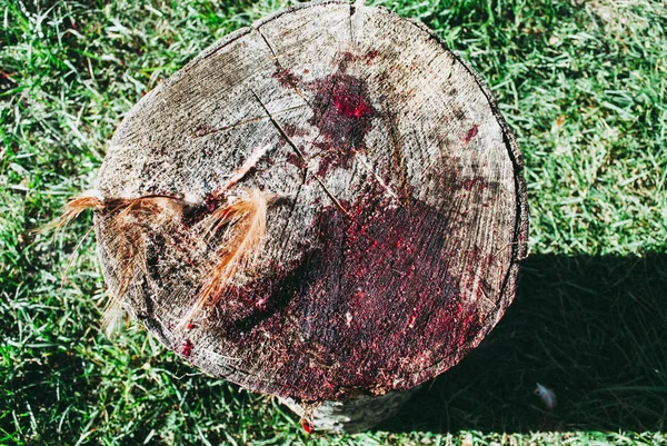 Blood splatters on surface tree stump wood background, top view. Realistic blood. The background is complemented by chicken feathers. Background for Halloween