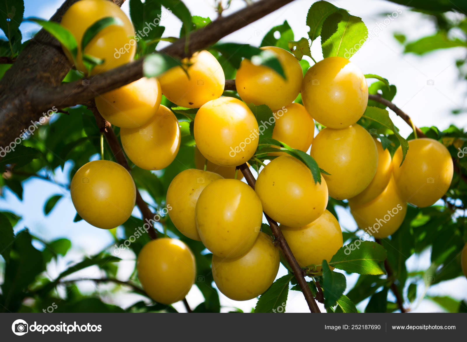 onsdag Underholde Snavset Fruits of cherry-plum on tree. Stock Photo by ©Roussanov 252187690