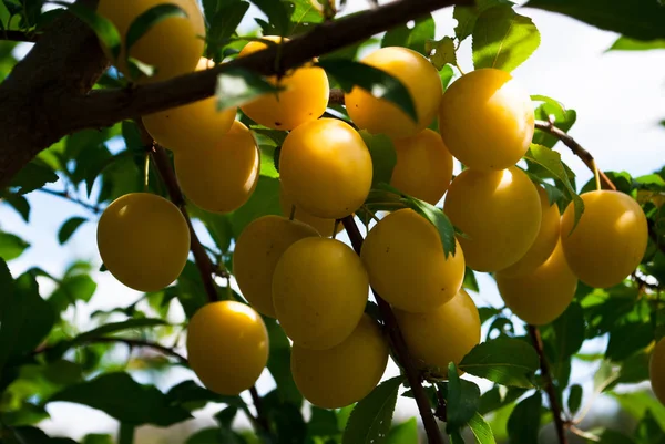 Fruits of cherry-plum on tree.