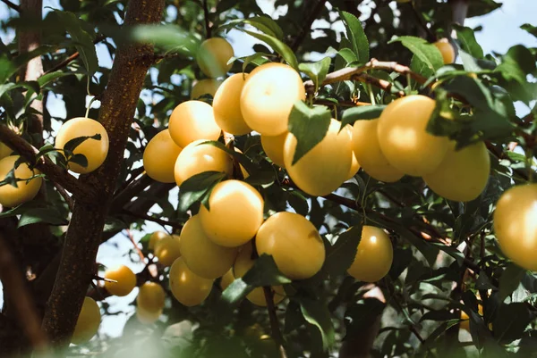 Fruits of cherry-plum on tree.