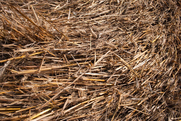 Straw, dry straw texture background