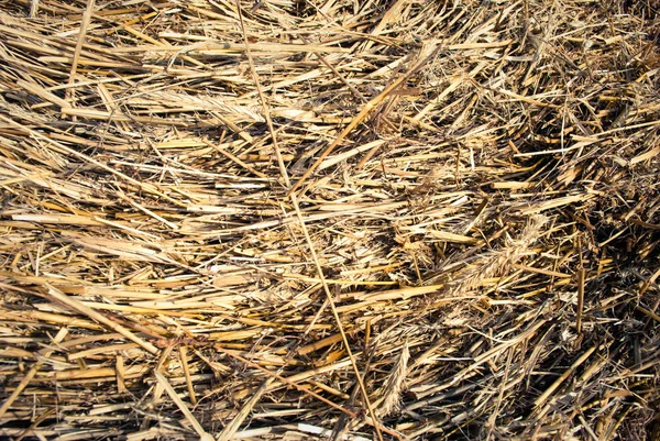 Stroh, trockene Strohtextur Hintergrund — Stockfoto