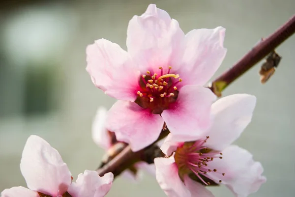 Beautiful cherry flowers. Sakura