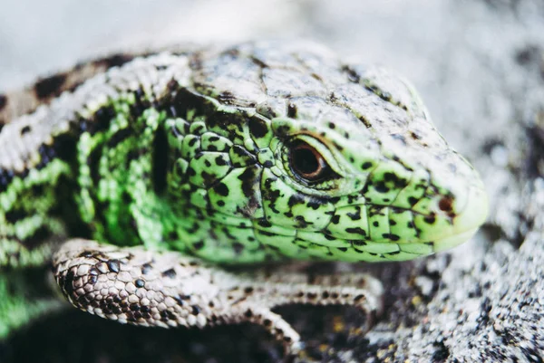 Garden Lizard.Green lizard macro, close up.