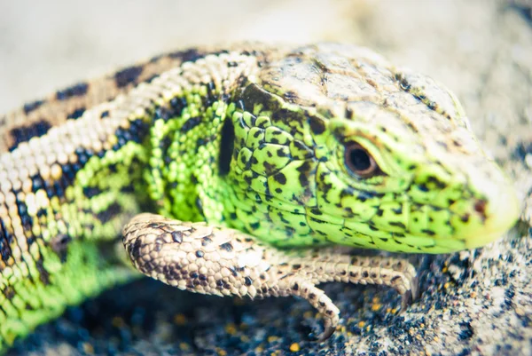 Garden Lizard.Green lizard macro, close up.