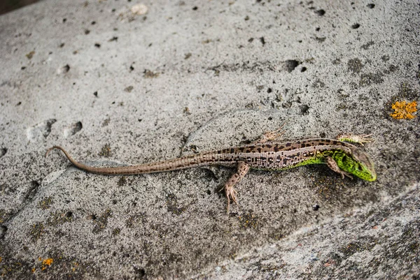 Garden Lizard.Green lizard macro, close up.