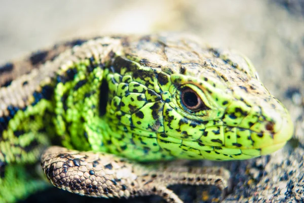 Garden Lizard.Green lizard macro, close up.