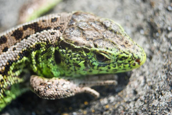 Garden Lizard.Green lizard macro, close up.