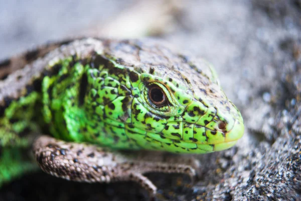 Green lizard macro, close up.