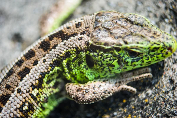 Garden Lizard.Green lizard macro, close up.