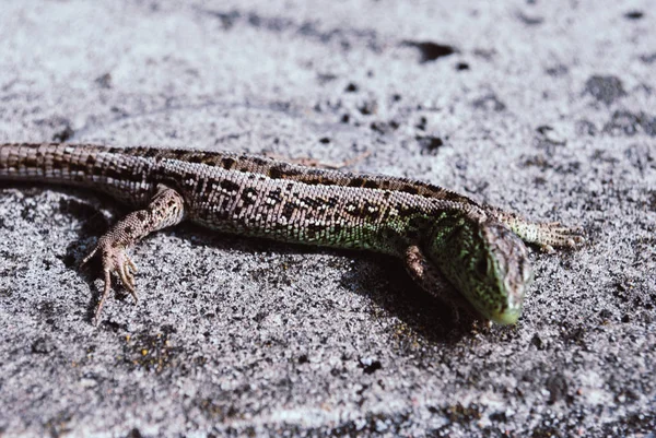 Green lizard macro, close up. — Stock Photo, Image