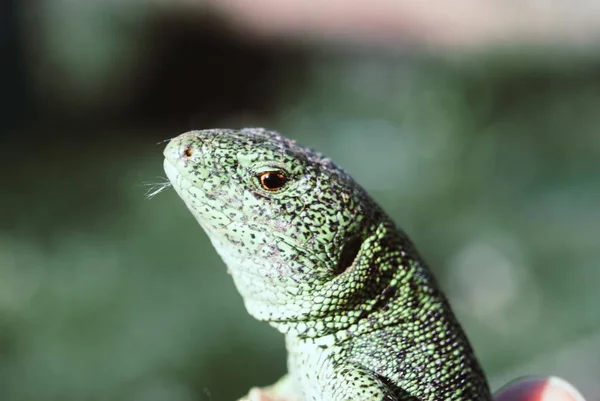 Green lizard macro, close up.