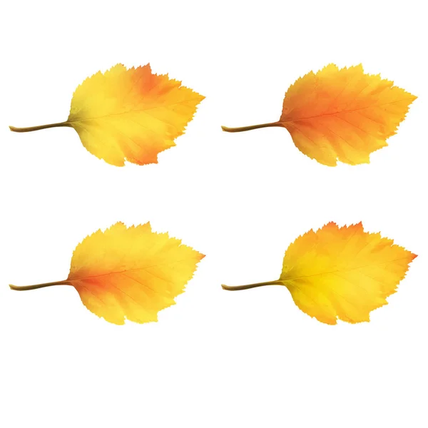Realistische elzenboom bladeren in veranderende herfstkleuren. — Stockvector