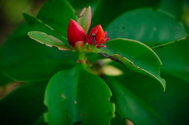 Vahşi karınca, kırmızı bir tomurcukta, bitkilerin üzerindeki zararlı böceklerin tasviri..