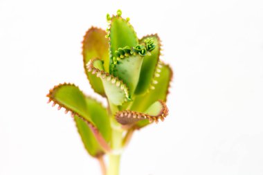 Kuzeydoğu yeşil kökenli bitki, sadece ucu, beyaz arka plan odaklanmak.