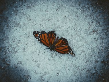 Kelebek, mavi vintagem fotoğraf.