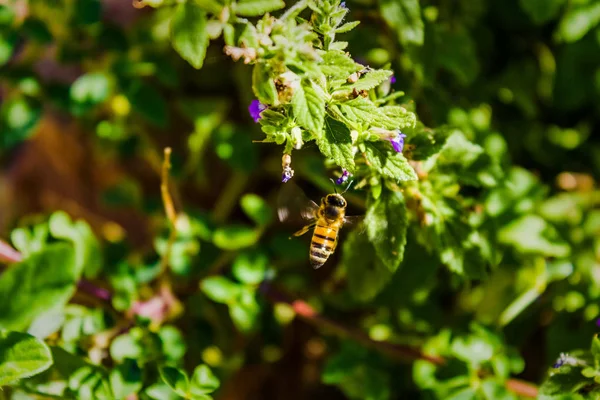 Ett Arbetarbi Som Samlar Nektar Och Pollen Blommor — Stockfoto