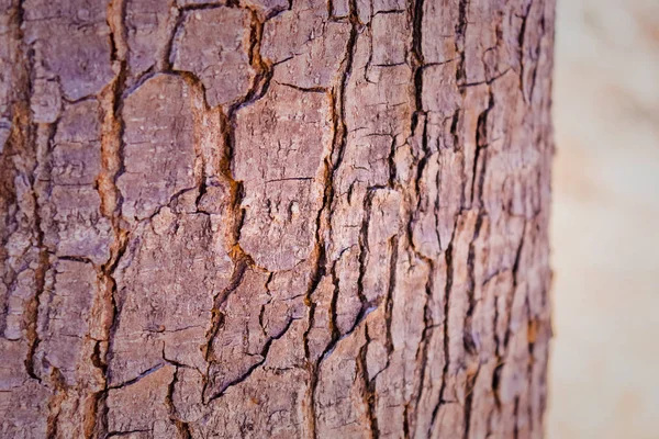 Texture Stem Trees — Stock Photo, Image