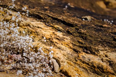 Brezilya caatinga, kuzeydoğu serto, bir lajedo üzerinde, beyaz detayları ile Bitki.