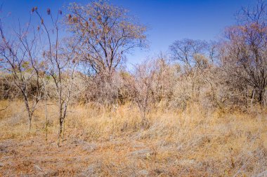 Brezilya caatinga içinde, kuzeydoğu serto mavi gökyüzü ile kuru manzara.