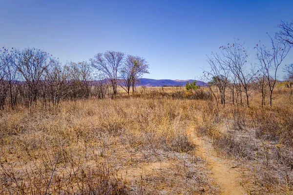 Dry landscape with the blue sky of the northeastern serto, in the Brazilian caatinga.