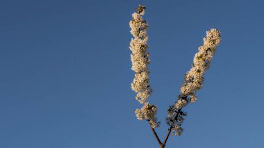 Ağaç dallarında gelişen soluk kesici beyaz kiraz çiçekleri, el değmemiş mavi gökyüzüne karşı. Bu görüntü doğal güzelliği, yeni başlangıçları ve baharın dingin neşesini çağrıştırıyor. Çeşitli ticari kullanımlar için mükemmel..